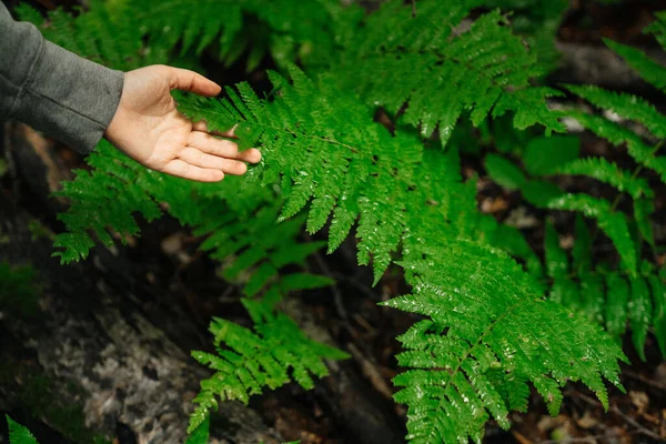 Paume Homme Fougère Verte Humide Dans Rosée Forêt Homme Nature — Photo