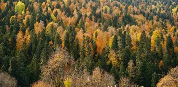 Parlak sarı ve yeşil sonbahar yapraklarından oluşan yoğun bir taç. Ekim ayında doğal sık orman geçmişi.
