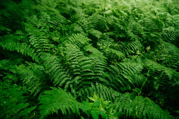 雨の後 森の中で濃い緑のシダ 森の中の周囲の自然 — ストック写真