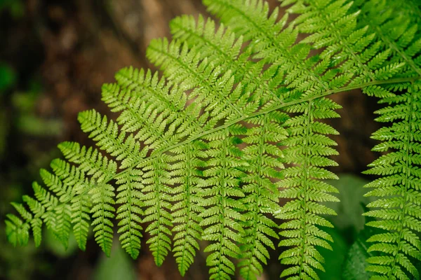 Fougère Verte Humide Dans Forêt Rétro Éclairée Par Lumière Silence — Photo