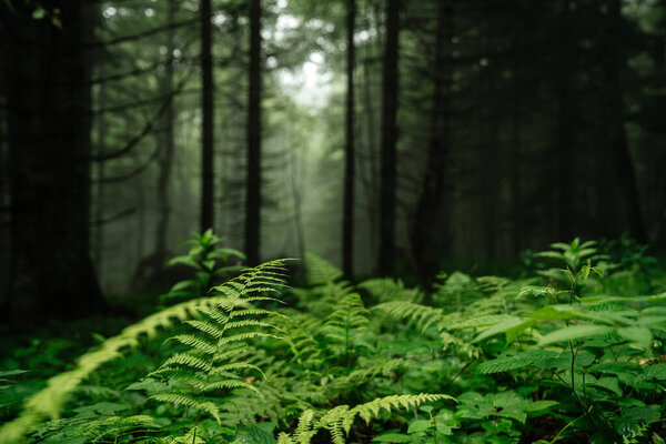 Forest landscape. Dark thicket and dense green fern in the forest after rain with fog and trees. The surrounding nature in the forest and tranquility.
