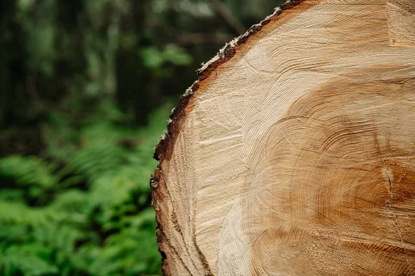 Deforestación Primer Tronco Árbol Cortado Por Una Sierra Sobre Fondo Fotos de stock libres de derechos