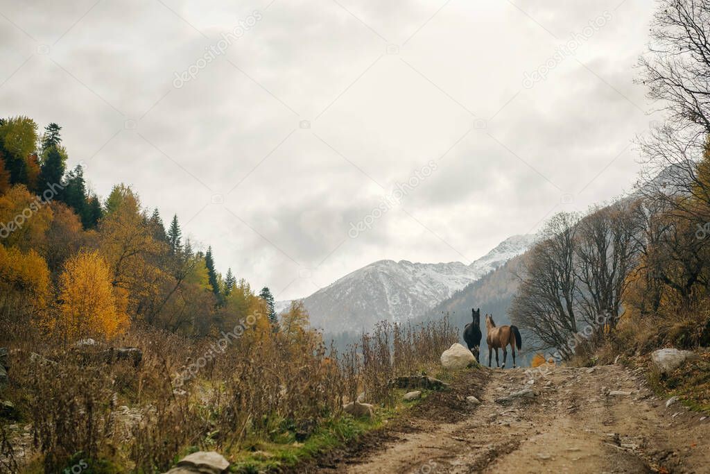 Free horses graze in the autumn forest on a road with views of the mountains and gray sky.