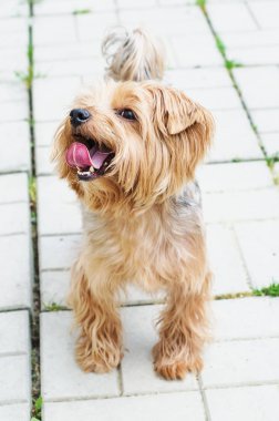 Yorkshire korkunç yolda