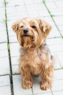 Yorkshire korkunç yolda