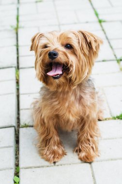 Yorkshire korkunç yolda