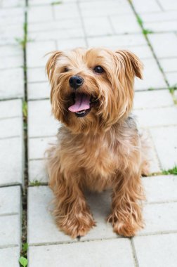 Yorkshire korkunç yolda