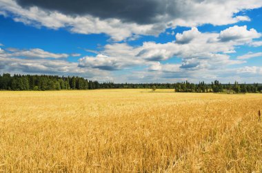 Yaz günü buğday alanında