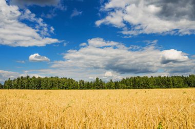 güzel kırsal manzara