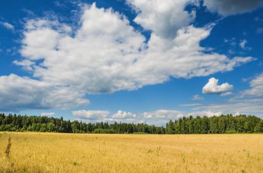 Yaz günü buğday alanında