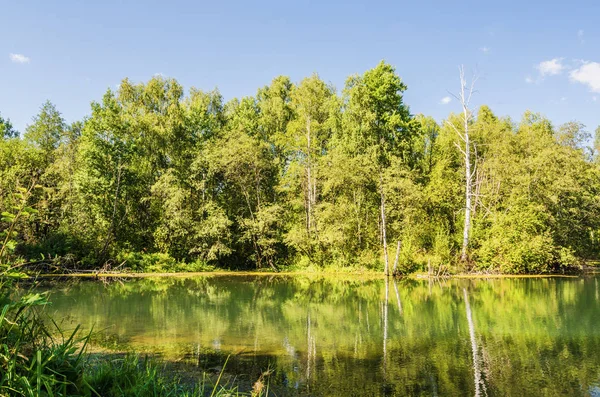 Beautiful summer landscape with lake — Stock Photo, Image