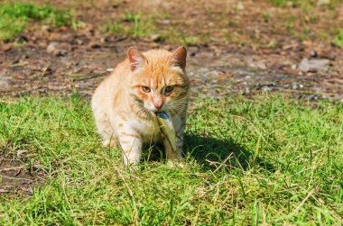 vahşi kırmızı kedi