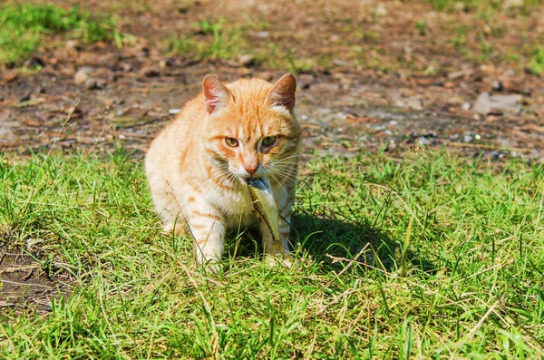 Άγρια γάτα κόκκινο — Φωτογραφία Αρχείου