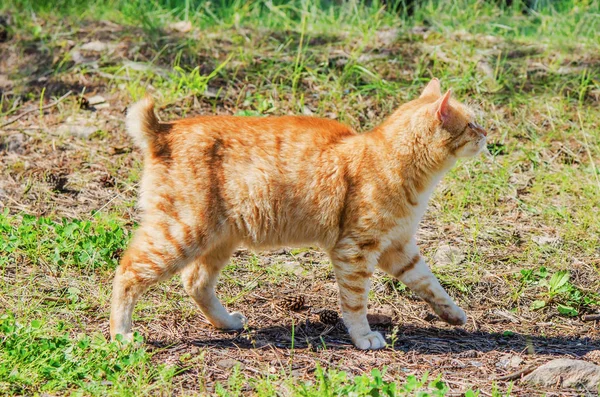 Gato rojo salvaje — Foto de Stock