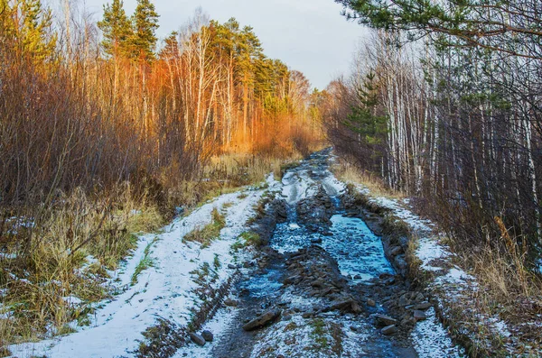 Unpassierbarer Waldweg — Stockfoto