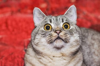 kedi doğurmak Britanya ile ilgili stenografi
