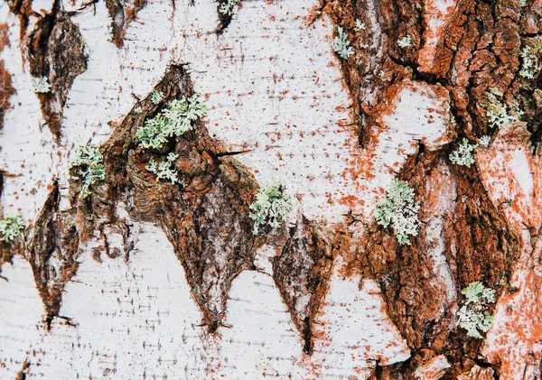Die Ungewöhnliche Und Wunderschöne Naturkulisse Baumrinde Birke — Stockfoto