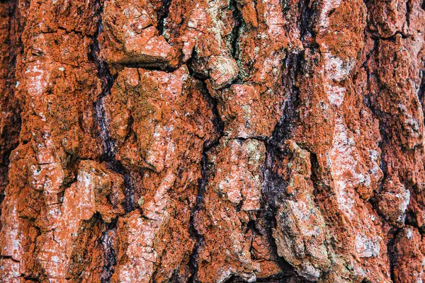 Neobvyklé Krásné Přírodní Pozadí Borovicová Kůra — Stock fotografie