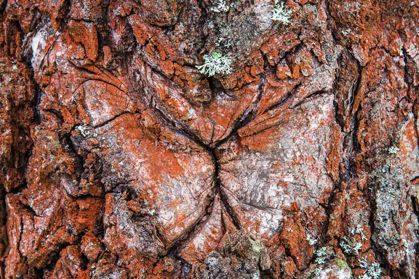 Необычный Красивый Естественный Фон Древесная Береза — стоковое фото