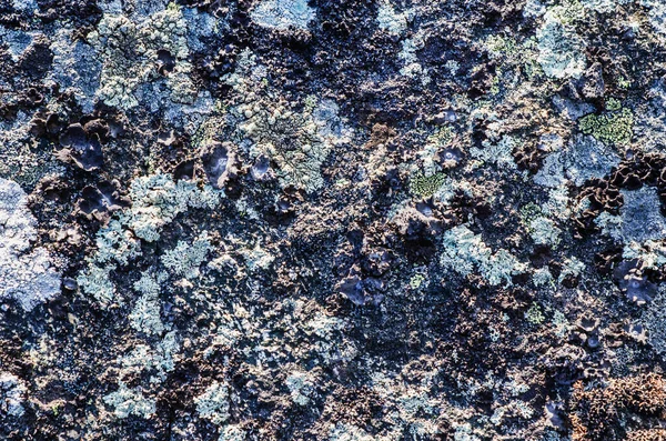 山上岩石表面的苔藓和苔藓 自然背景 — 图库照片