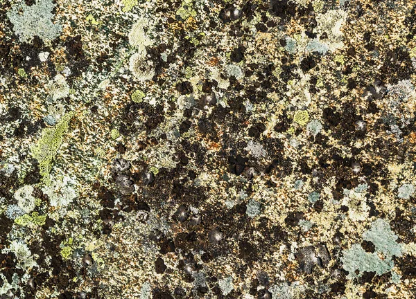 Moss Lichens Rock Surface Mountains Natural Background — Stock Photo, Image