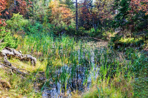 Landschaft Mit Einem Schön Bewachsenen Teich Der Tiefe Des Waldes — Stockfoto