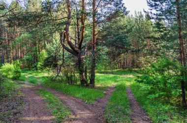 Yaz günü orman yolunda çatal.