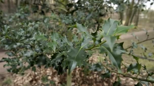 POV Into the Prickly Holly Tree Handheld — Vídeo de stock