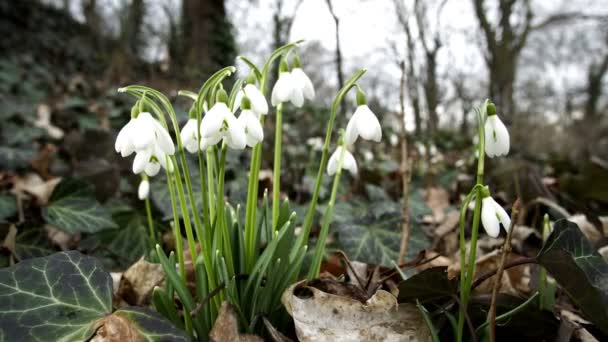 Low Angle Dolly of Spring Snowdrop Flower — Stock Video