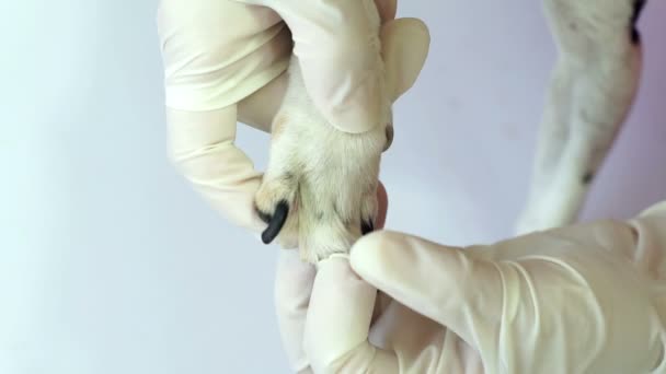 Veterinário Inspecções Dog Paw Close Up — Vídeo de Stock