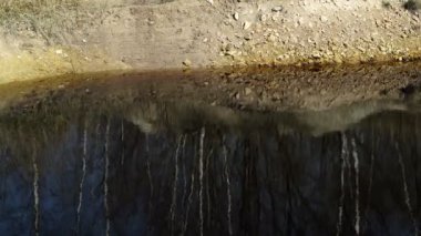 Kirlenmiş su ağaçlarda yansıtan endüstriyel araştırma su birikintisi