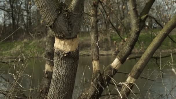 Girando para matar a árbol con fondo de río — Vídeos de Stock