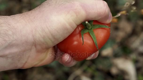 Anonymní osoba drcení rajče v rukou Closeup — Stock video
