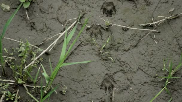 Mosómedve állati lábnyomok sár fölött — Stock videók