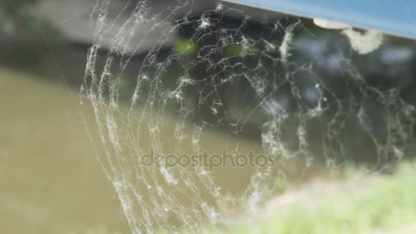 Nature Shot of Spider Web Covered with Tree Pollen Fluff — Stok Video