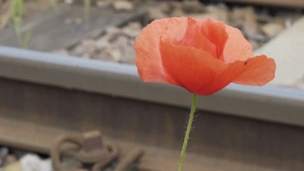 Natureza Puxe o foco Dainty Poppy flor para trem Trilha ferroviária — Vídeo de Stock