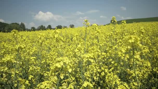 Campo de Agricultura Industrial Inyección Estática de Colza — Vídeos de Stock