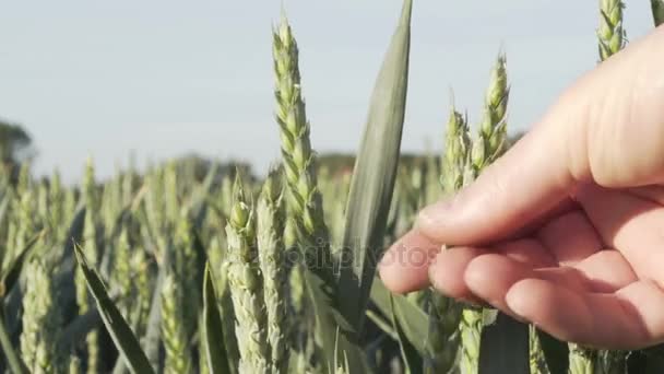Βιομηχανική γεωργία πράσινο σιτάρι επιθεώρηση Closeup — Αρχείο Βίντεο