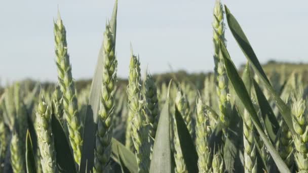 Промислове сільське господарство Зелена пшениця крупним планом — стокове відео