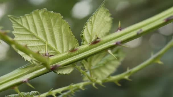 Blackberry Bush espinhos Fechar — Vídeo de Stock