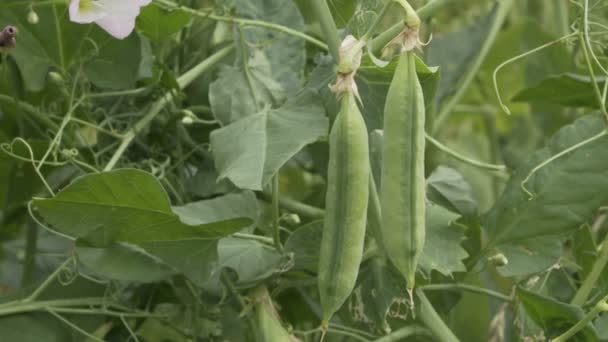 农业农民田间的豌豆和藤蔓特写 — 图库视频影像