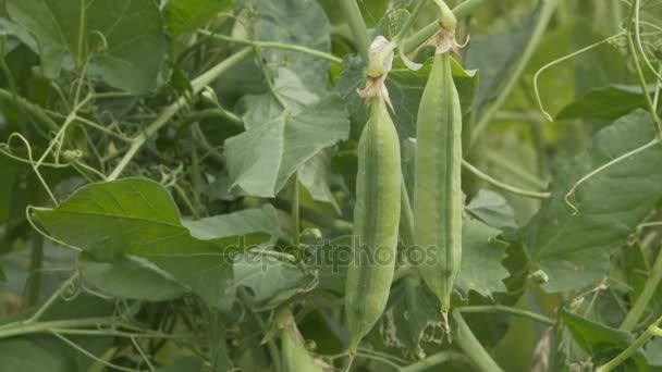 Agricultura Plantación Pea Pod Vine Pan Transición — Vídeos de Stock