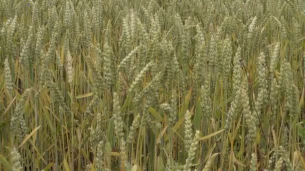 Industrielle Landwirtschaft trockene Weizenfelder kippen nach oben — Stockvideo