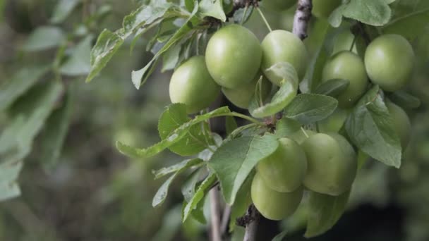 Ciruela de cereza inmadura en primer plano del árbol — Vídeo de stock