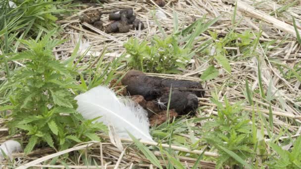 Natur Trompeter Schwan Fäkalien Verschmutzung Nahaufnahme — Stockvideo