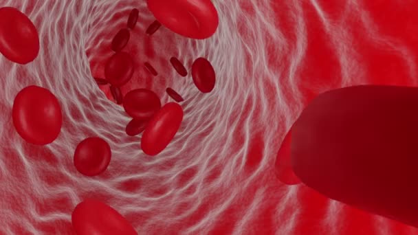 Animation Red Blood Cells Flowing Vein — Stock Video