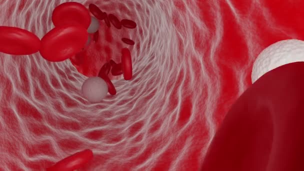 Animación Glóbulos Rojos Blancos Que Fluyen Través Una Vena — Vídeo de stock