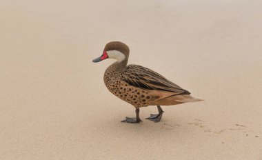 Sapphire Beach üzerinde daha az Bahama Kılkuyruk ördek