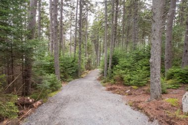 Oldukça Marsh Mount çölde Maine orman pistte