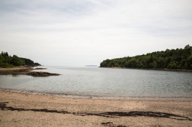 Su samuru Cove Acadia Milli Parkı'nda